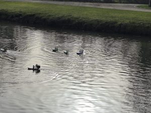 Mehrere selbstgebaute ferngesteuerte Sumpfboote beim Test auf dem Wasser